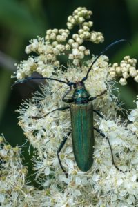 Muskusboktor - Aromia moschata