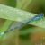 Variabele Waterjuffer - Coenagrion pulchellum