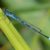 Variabele Waterjuffer - Coenagrion pulchellum