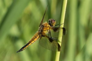 Viervlek - Libellula quadrimaculata