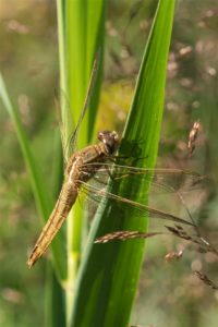 Vuurlibel - Crocothemis erythraea