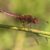 Vuurlibel - Crocothemis erythraea