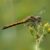 Zwarte Heidelibel - Sympetrum danae