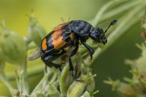 Aaskever - Gewone Doodgraver - Nicrophorus vespilloides