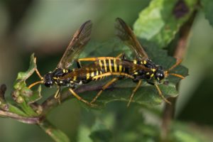 Helmkruidbladwesp -Tenthredo scrophulariae