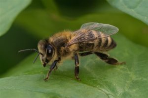 Honingbij - Apis mellifera