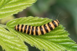 Rups - Sint-jacobsvlinder - Tyria jacobaeae