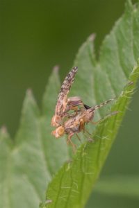 Tandzaadboorvlieg - Dioxyna bidentis