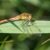 Bloedrode Heidelibel - Sympetrum sanguineum