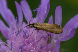 Gouden Langsprietmot - Nemophora metallica