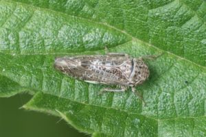 Cicade - Allygus modestus