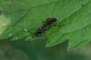 Gewone Sluipwesp - Vulgichneumon saturatorius