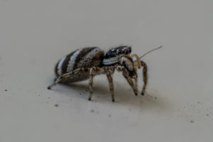 Huiszebraspin - Salticus scenicus