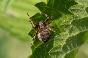 Vale Wielwebspin -Larinioides patagiatus