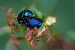 Veelkleurige Hertshooigoudhaan - Chrysolina varians