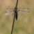 Viervlek - Libellula quadrimaculata