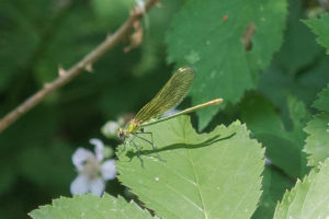 Weidebeekjuffer - Calopteryx splendens - vrouw