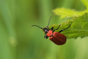 Zwartkopvuurkever - Pyrochroa coccinea