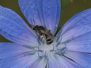 Bandgroefbij -Lasioglossum spec.