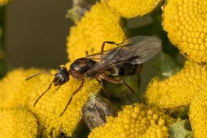 Rode Renmier - Formica rufibarbis