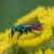 Goudwesp - Chrysididae indet.