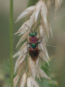 Goudwesp - Chrysididae indet.