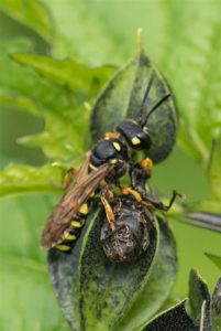 Grote Snuittordoder - Cerceris arenaria