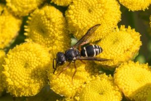 Plooivleugelwespen - Baardwesp - Pterocheilus phaleratus