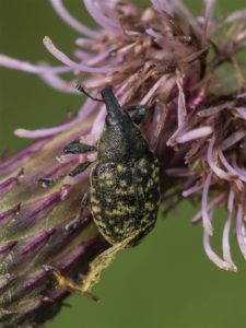 Snuitkever - Larinus turbinatus