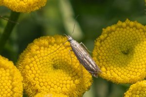 Streepbandmot - Isophrictis striatella