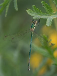 Tengere Pantserjuffer - Lestes virens