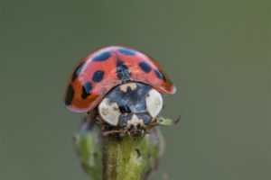 Veelstippig Aziatisch Lieveheersbeestje - Harmonia axyridis f. succinea