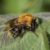 Akkerhommel - Bombus pascuorum