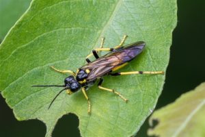 Echte Bladwesp - Tenthredo maculata