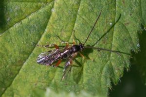 Gewone Sluipwesp - Cratichneumon spec.