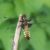 Korenbout - Platbuik - Libellula depressa