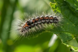 Rups - Donsvlinder- Euproctis similis