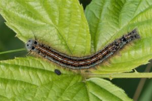 Spinners - Ringelrups - Malacosoma neustria