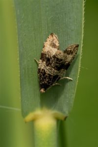 Woudbladroller - Orthotaenia undulana