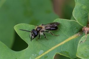 Zandbij onbekend - Andrena spec.