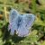 Adonisblauwtje - Lysandra bellargus Geelbuikvuurpad - Bombina variegata (Griekenland)