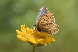 Adonisblauwtje - Lysandra bellargus