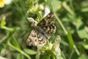 Andoorndikkopje - Carcharodus lavatherae