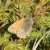 Balkan Hooibeestje -Coenonympha rhodopensis (Griekenland)