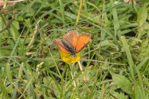 Balkanvuurvlinder - Lycaena candens