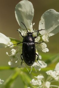 Beukenzwartkever - Melandrya caraboides - niet zeker