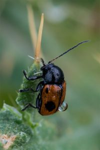 Bladhaantje -Cryptocephalus bipunctatus