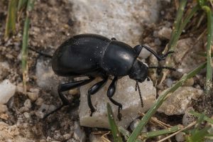 Bladhaantje - Reuzenhaan - Timarcha tenebricosa