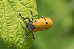 Bladkever - Lachnaia sexpunctata