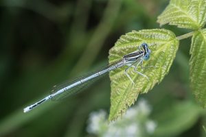 Blauwe Breedscheenjuffer - Platycnemis pennipes